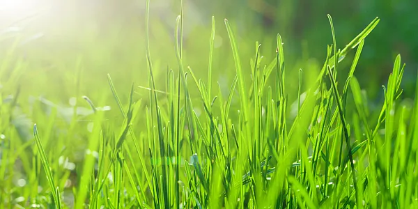 TPE Made from Renewable Resources: Overcoming Challenges and Unlocking Solutions